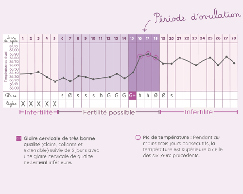 ovulation