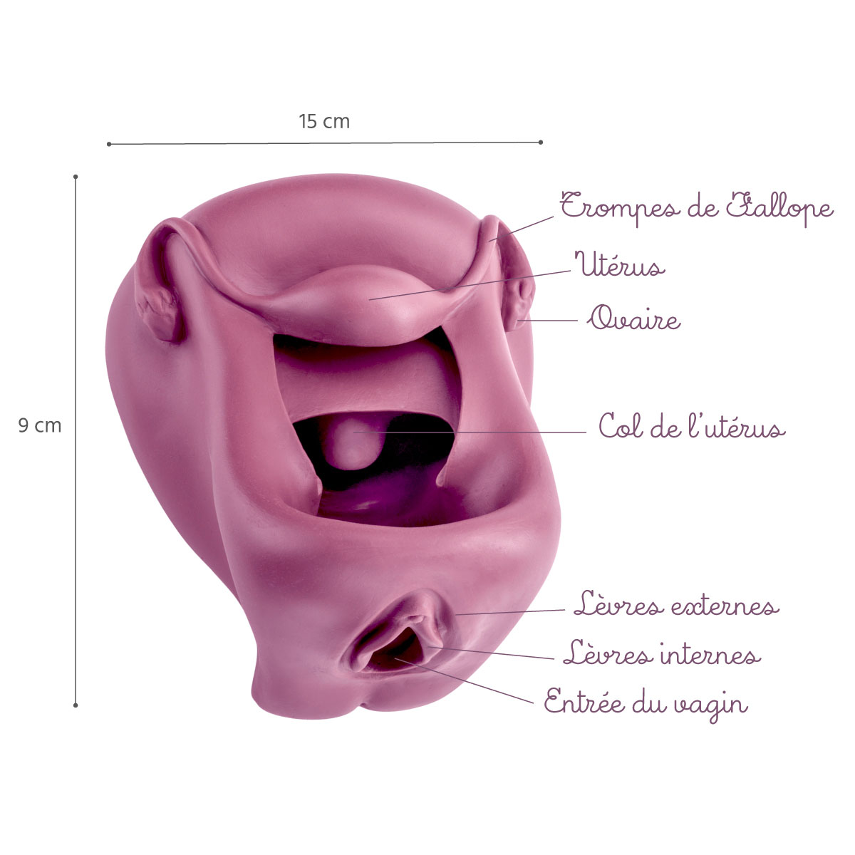 Modèle pour apprendre l'anatomie du vagin